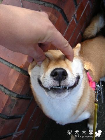 夏日運動會之 Otaku 搞笑...(原發表者:Otaku&比魯家)(相簿)