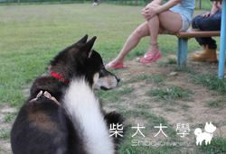 遲來的8月1日迎風跑跑~~~(原發表者:金醬麻)(相簿)