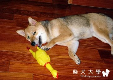 偷吃雞腳被抓包....(原發表者:愛醬麻)(相簿)