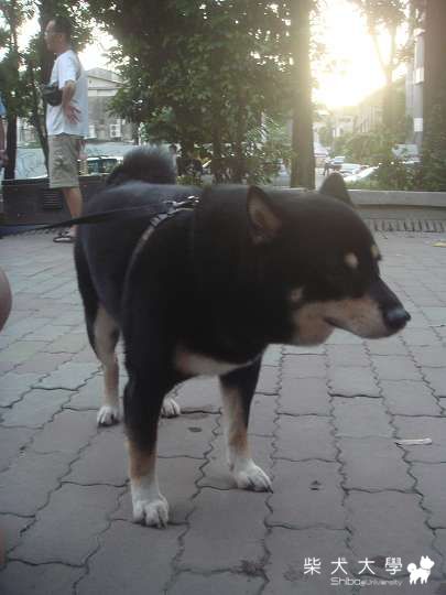 發現巨柴!!!!快入(原發表者:吧噗爸)(相簿)