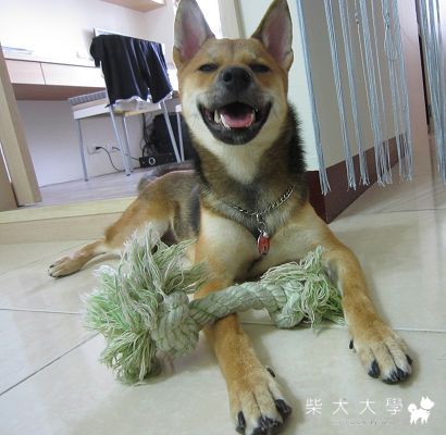 胖胖起笑四連拍…哈哈哈(原發表者:胖胖家)(相簿)