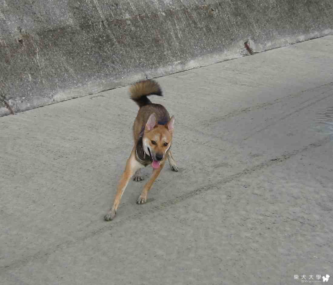 胖胖的五項技能…(原發表者:胖胖家)(相簿)