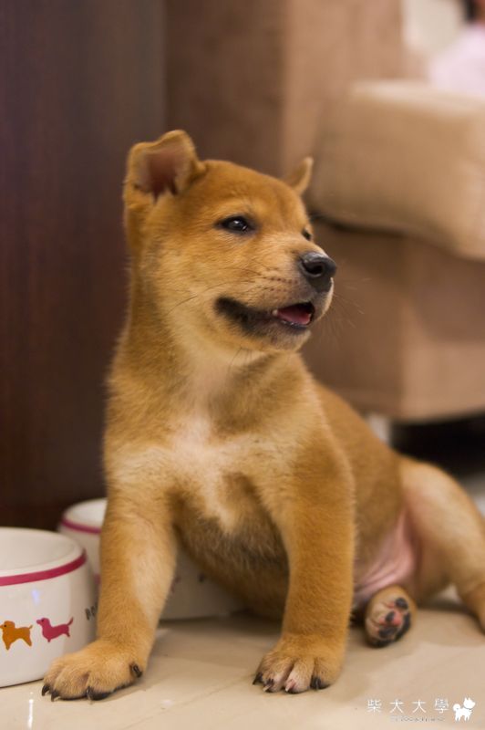 小Biiru寫真(原發表者:brayden6)(相簿)