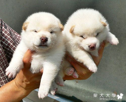 絕非百萬分之一(原發表者:nychang)(相簿)