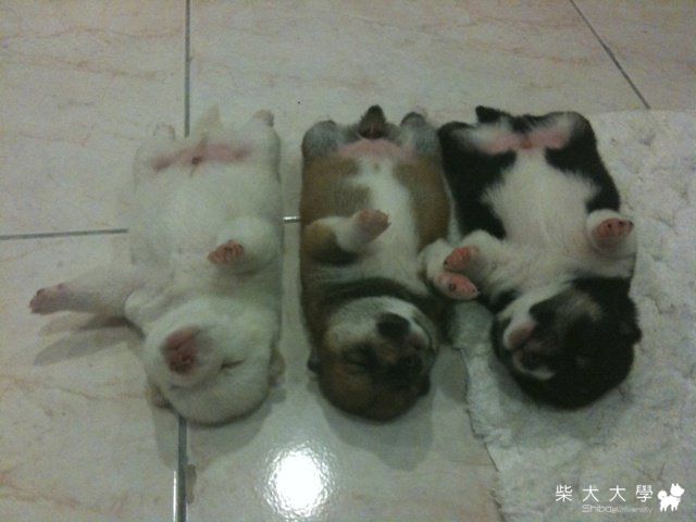 韋韋啤酒的寶寶開眼了(原發表者:肯尼麻)(相簿)