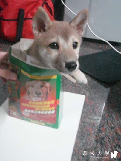 買潔牙骨抽到一隻狗!!!(原發表者:吧噗爸)(相簿)