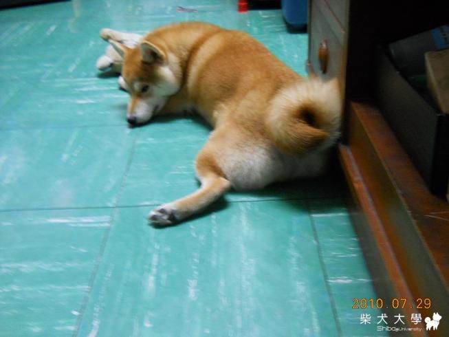 睡睡睡......一直睡啊！(原發表者:chaintai)(相簿)