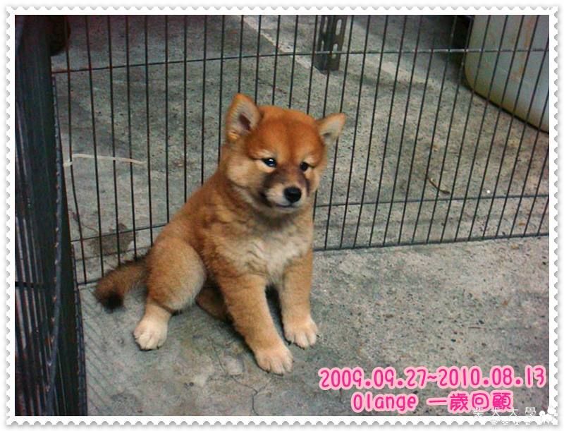 Olange(小橘子)一歲摟~~成長紀錄照!!(原發表者:fionajane)(相簿)