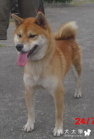 信之犬舍[種公]松風號(原發表者:信之犬舍)(綜合討論)