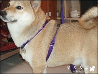 8/15呵呵茶的小柴聚~(原發表者:哆哆麻)(相簿)