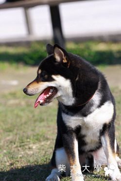 Diamond和他的朋友們~(原發表者:eric71903)(相簿)