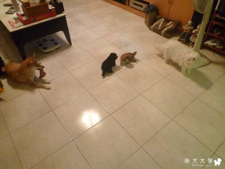 三色寶寶可愛到溶化你的心(原發表者:肯尼麻)(相簿)