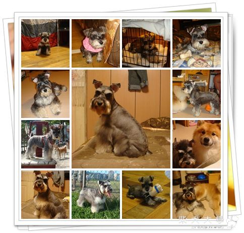 KEN說: 祝JUDY妹妹生日快樂唷!(原發表者:KEN家)(相簿)