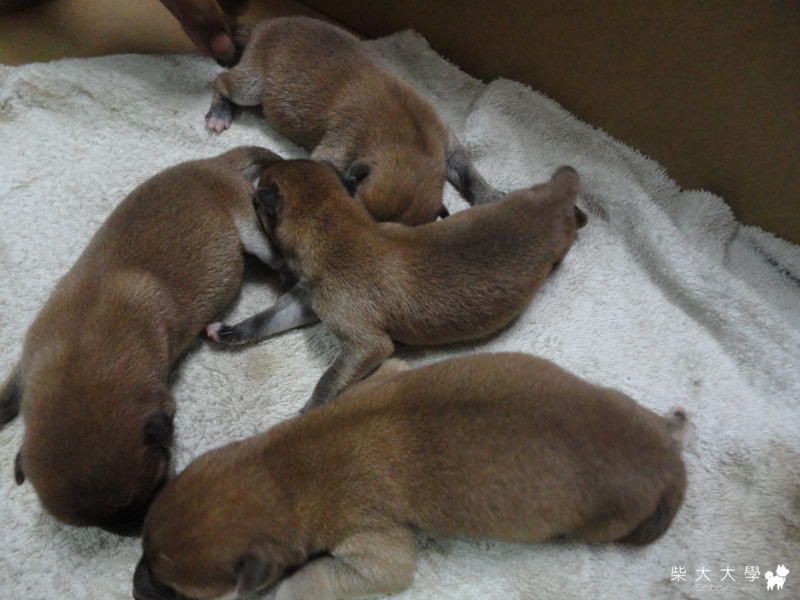 大王&亞亞的BABY(原發表者:大王拔)(相簿)