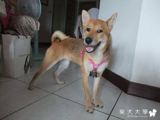 BEER 回犬舍 遇到小白柴(原發表者:Bart)(相簿)