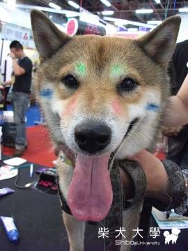 8/20台中寵物展(原發表者:Donut家)(相簿)