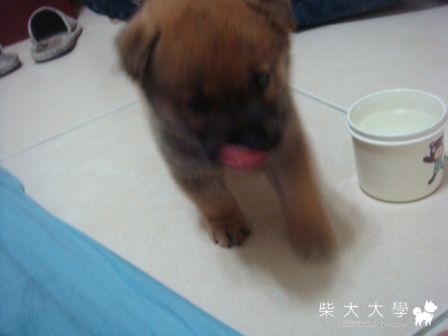 心肝寶貝兒子(TORA)長大了(原發表者:蔡佳玲)(相簿)