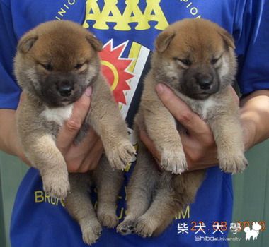 ~~柴犬幼犬~~雙雄亮相~~(原發表者:信之犬舍)(相簿)