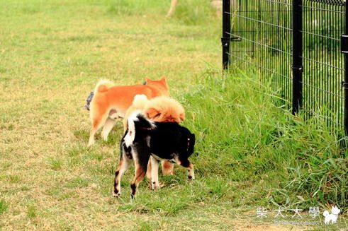 8/22新竹狗公園~(原發表者:eric71903)(相簿)