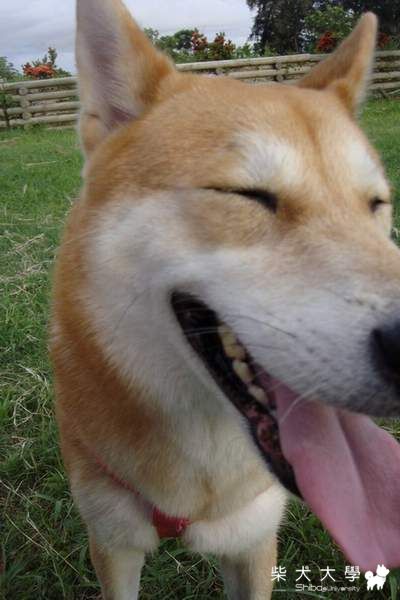 阿秋是柴犬是女孩啊！！！(原發表者:阿秋爸)(相簿)