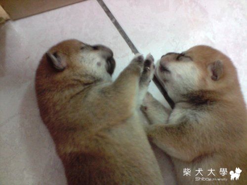 ❤幼綿綿♡粉嫩嫩~大王&亞亞的寶寶第二彈(原發表者:大王拔)(相簿)