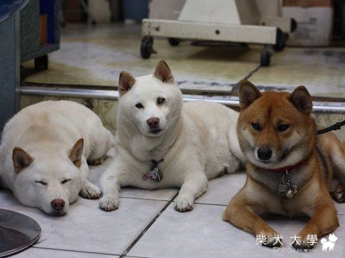 和平共處篇~破百,DB&TB(原發表者:破百家)(相簿)