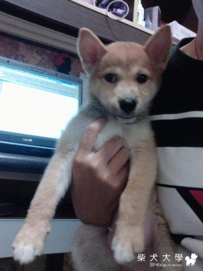 長臂猿出籠了!!!!!!(原發表者:阿秋爸)(相簿)