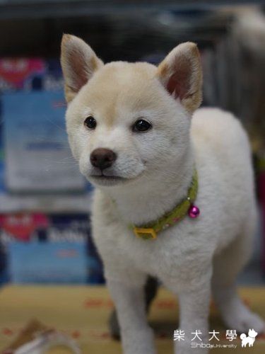 小奶狗~白白 ＆破百(原發表者:破百家)(相簿)