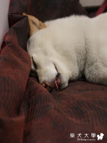 睡屬啦@@(原發表者:破百家)(相簿)