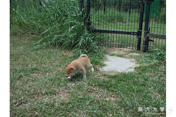 狗生第一次去竹北玩哦(原發表者:HOYA拔)(相簿)