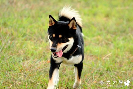 0828新竹狗公園(剛拍完...燒喔!!)(原發表者:eric71903)(相簿)