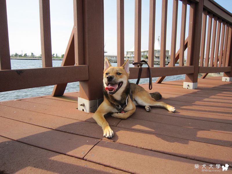 台南二日遊的胖胖…(原發表者:胖胖家)(相簿)