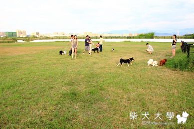 0829新竹狗公園~昨天的過期了~(原發表者:eric71903)(相簿)