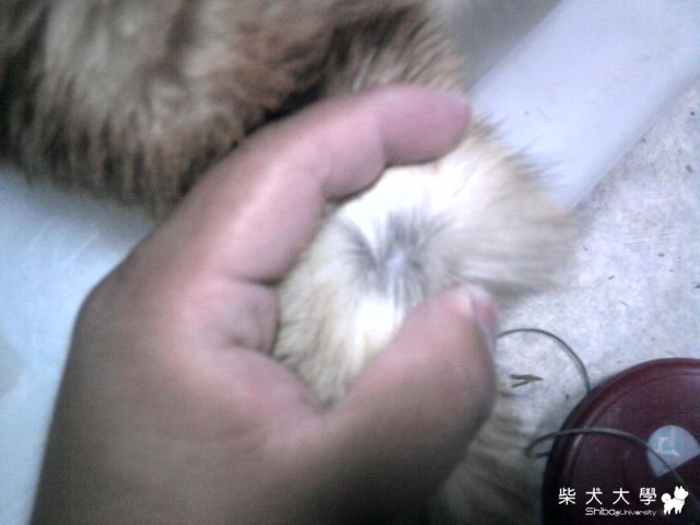 關於毛色問題(原發表者:sback)(環境管理)