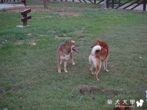 08.22　Fighter在福林公園把妹～(原發表者:Fighter爸)(相簿)