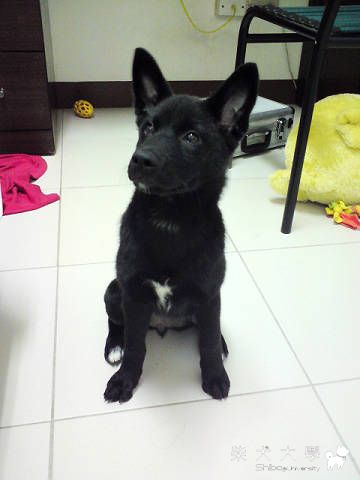 真的不像柴柴嘛:((原發表者:甜甜媽)(相簿)