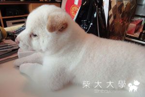 棉花糖40天大囉!!長得好快呢~^^(原發表者:豬腳媽)(相簿)