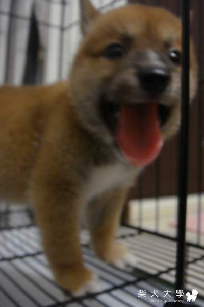 阿秋的小男伴((圖多(原發表者:阿秋爸)(相簿)