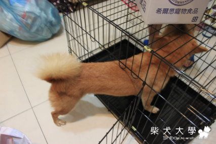 我們家的新成員靚靚(音 亮 )(原發表者:nunu麻)(相簿)