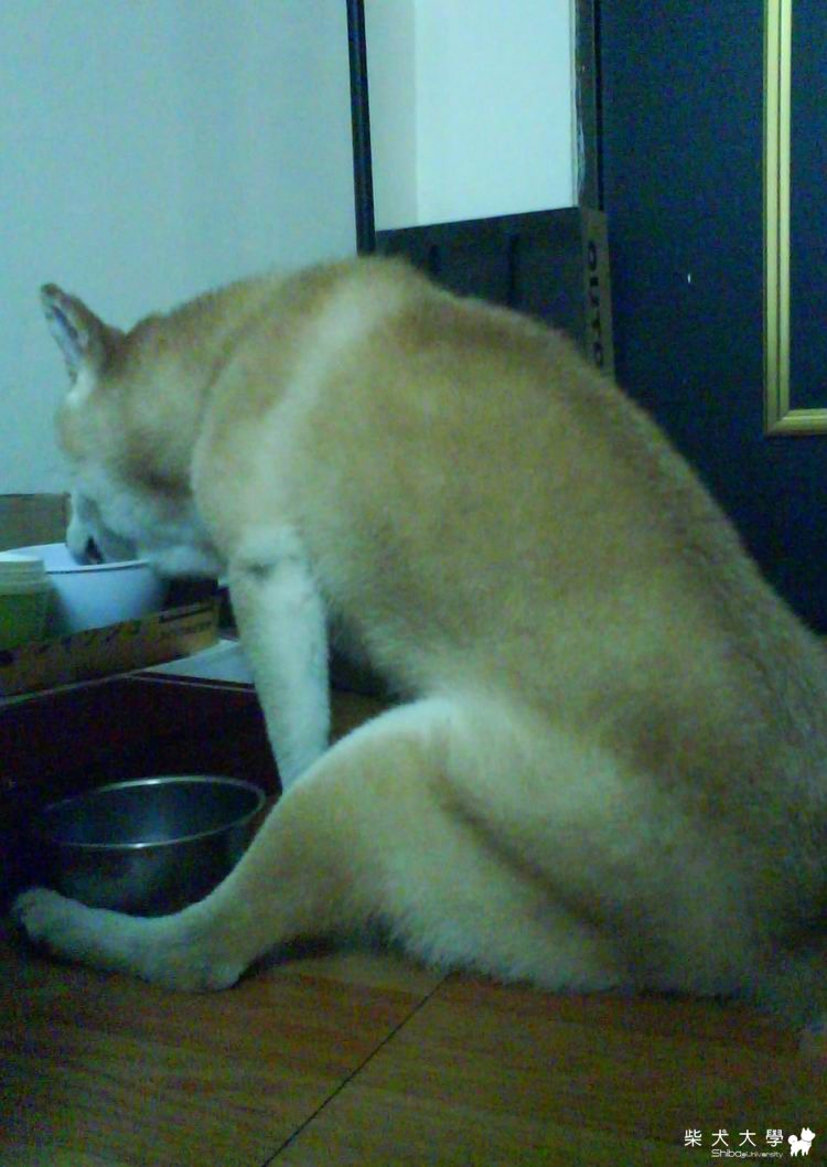 站著吃飯多累....(原發表者:weiwei管家)(相簿)