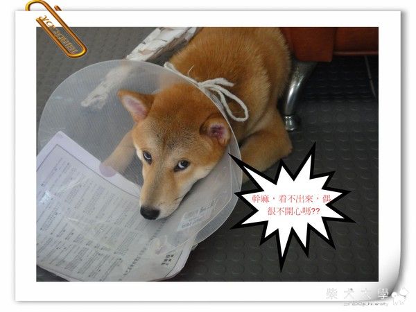 cookie不開心~~(原發表者:毛弟麻)(相簿)