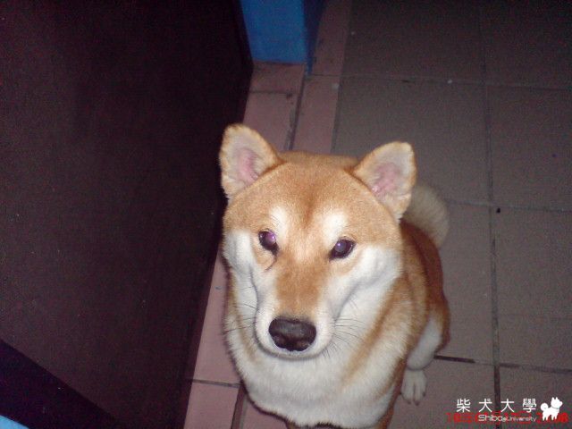 比比的成長照片..(原發表者:想養柴犬)(相簿)