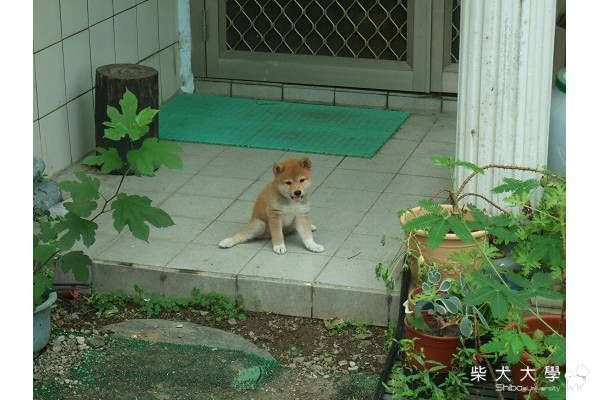 走向名模之路..(原發表者:HOYA拔)(相簿)