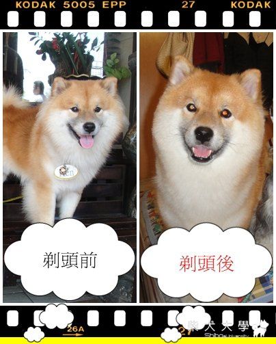 帶KEN去剪頭毛(原發表者:KEN家)(相簿)