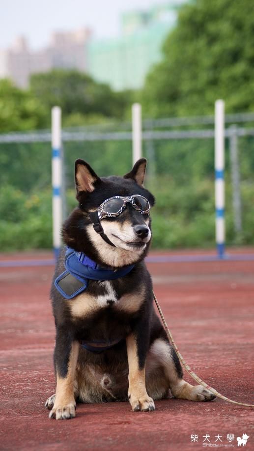 板寵出現2位按摩師~~有空來交觀啦(原發表者:哇莎蜜家)(相簿)