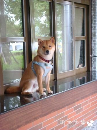 憂鬱王子又來啦！(原發表者:皮蛋)(相簿)