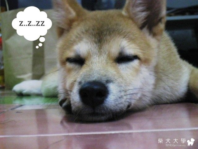 電眼小公主亞美首亮相!(原發表者:Hagi娘)(相簿)