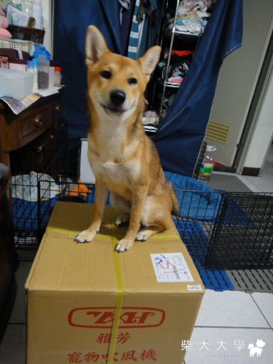 BEER也幫拔拔撿個禮物回來咩(原發表者:Bart)(相簿)