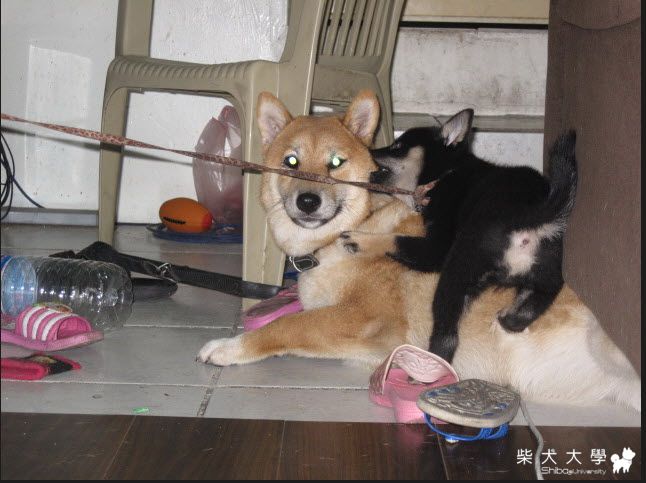 超壞的小黑柴黑輪 超會欺負大狗(原發表者:天生神準)(相簿)