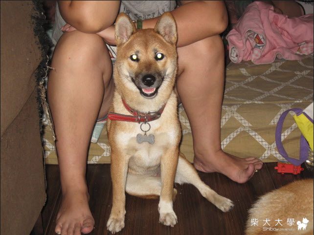 發情中的兩母柴 竹筍與牛奶(原發表者:天生神準)(相簿)